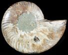 Agatized Ammonite Fossil (Half) #46528-1